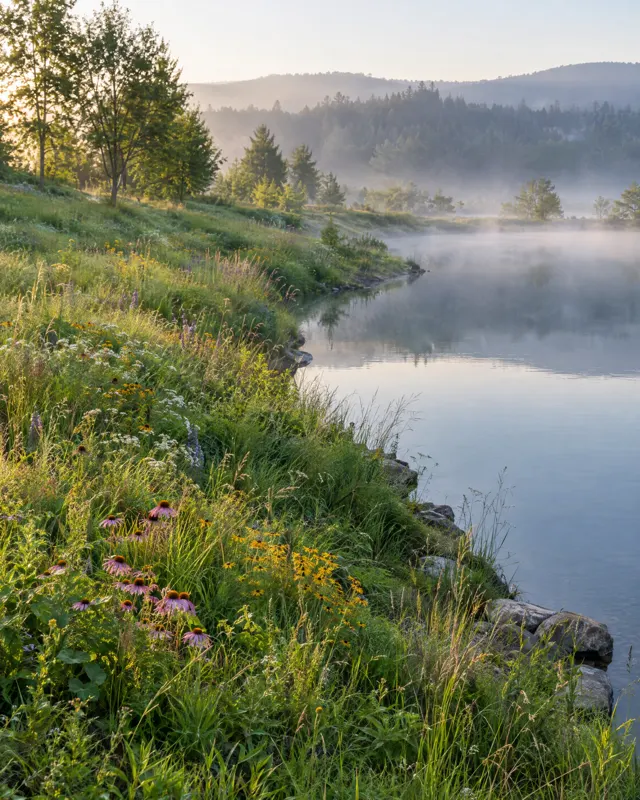 A pond bank covered in native grasses and wildflowers in morning mist
